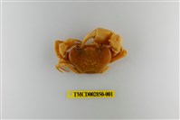 藏品(灰甲澤蟹)的圖片